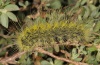 Thaumetopoea herculeana: Larva (Fuerteventura, February 2011) [N]