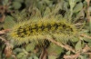 Thaumetopoea herculeana: Raupe (Fuerteventura, Februar 2011) [N]