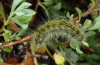 Thaumetopoea herculeana: Larva (Fuerteventura, February 2011) [N]