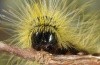 Thaumetopoea herculeana: Larva (Fuerteventura, February 2011) [M]