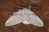 Male (e.l. east Spain, Teruel, larva in July 2013)