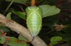 Cerura iberica: Larva (east Spain, Teruel, July 2013) [N]