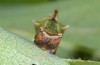 Harpyia milhauseri: Halbwüchsige Raupe (e.o. Zucht ex Vorarlberg 2014) [S]