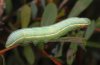 Pterostoma palpina: Larva [N]