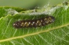Clostera pigra: Young larva (Lüner See, July 2011) [M]