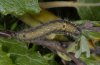 Clostera pigra: Larva [S]