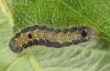 Clostera pigra: Larva (Lüner See, July 2011) [S]