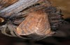 Ptilophora plumigera: Female (e.l. rearing Memmingen, S-Germany, larva in May 2015) [S]