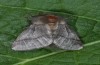 Thaumetopoea processionea: Female (e.l. Schwäbisch Gmünd, S-Germany, larva in summer 2013, adult in July 2014) [S]