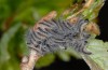 Thaumetopoea processionea: The young larvae still live without larger webbing [N]