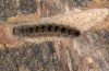 Thaumetopoea processionea: Larva (Langenau near Ulm, July 2013) [N]
