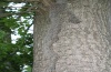 Thaumetopoea processionea: Mehrreihige Prozession (Schwäbisch Gmünd, Juni 2008) [N]