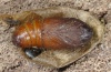 Thaumetopoea processionea: Pupa (Steigerwald, northern Bavaria, cocoon under moss at the base of a oak trunk) [S]