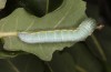 Drymonia querna: Larva (e.o. rearing, S-Germany, Stuttgart, adults found in mid-July 2021) [S]