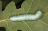 Drymonia querna: Larva (e.o. rearing, S-Germany, Stuttgart, adults found in mid-July 2021) [S]