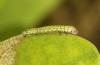 Drymonia querna: L1-larva (e.o. rearing, S-Germany, Stuttgart, adults found in mid-July 2021) [S]