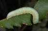 Drymonia querna: Raupe (Nordspanien, Lleida, Juli 2013) [M]