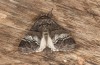 Drymonia querna: Male, found at artificial light of a train stop (S-Germany, Stuttgart, mid-July 2021) [S]