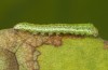 Drymonia querna: L1-larva in the end of that instar (e.o. rearing, S-Germany, Stuttgart, adults found in mid-July 2021) [S]