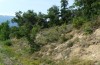 Drymonia querna: Larval habitat in Northern Spain near Lleida in July 2013 [N]