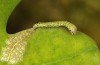 Drymonia querna: L1-larva (e.o. rearing, S-Germany, Stuttgart, adults found in mid-July 2021) [S]