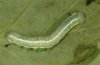 Drymonia ruficornis: halberwachsene Raupe