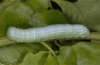 Drymonia ruficornis: Raupe