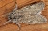 Dicranura ulmi: Adult (e.l. Northern Greece 2010) [S]