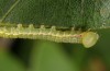 Drymonia velitaris: Half-grown larva (East Germany, Saxonia, Oberlausitz, mid-August 2017) [N]