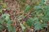 Drymonia velitaris: Raupe im Larvalhabitat (Ostsachsen, Oberlausitz, Mitte August 2017) [N]