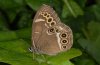 Lopinga achine: Adult (Memmingen, Southern Germany) [N]