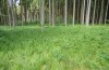 Lopinga achine: Dicht besetztes Habitat mit Carex brizoides bei Memmingen-Dickenreishausen im Juni 2014 [N]