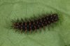 Argynnis adippe: Raupe, eben ins letzte Stadium geh�utet