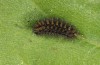 Argynnis adippe: Young larva (eastern Swabian Alb, Söhnstetten, S-Germany, mid-May 2013) [N]