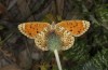 Melitaea aetherie: Female (e.l. rearing, SW-Spain, Cadiz, Puerto de Galiz, larva in March 2019) [S]