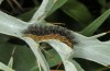 Melitaea aetherie: Larva (SW-Spain, Cadiz, Puerto de Galiz, late March 2019) [N]