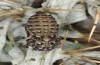 Melitaea aetherie: Pupa (e.l. rearing, SW-Spain, Cadiz, Puerto de Galiz, larva in early March 2019) [S]