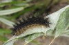 Melitaea aetherie: Half-grown larva (SW-Spain, Cadiz, Puerto de Galiz, early March 2019) [S]