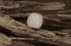 Erebia aethiopellus: Älteres Ei nach ca. 10 Tagen (Frankreich, Col d