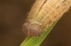 Erebia aethiopellus: Larva in the final instar (e.o. rearing, France, Col d'Allos, oviposition in early August 2021) [S]