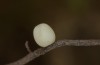 Erebia aethiopellus: Frisch gelegtes Ei (Frankreich, Col d