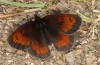 Erebia aethiopellus: Male (e.o. rearing, France, Col d'Allos, oviposition in early August 2021) [S]