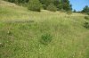 Erebia aethiops: Habitat: higher growing limestone grassland at the woodland margin [N]