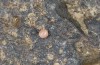 Proterebia afra: Egg (Croatia, Zadar, late April 2021) [S]