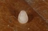Argynnis aglaja: Egg, shortly after oviposition [N]
