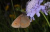 Erebia alberganus: Oviposition (Col de Var, July 2012) [N]