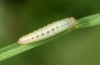Hipparchia alcyone: Larva in the end of the first instar (e.o. Teruel 2013) [S]