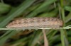 Pseudochazara anthelea: Larva (Crete, Idas mountains, 1600m NN, early May 2013) [M]