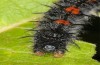 Nymphalis antiopa: Larva (S-Germany, Isny, Adelegg, June 2018)