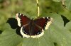 Nymphalis antiopa: Oberseite